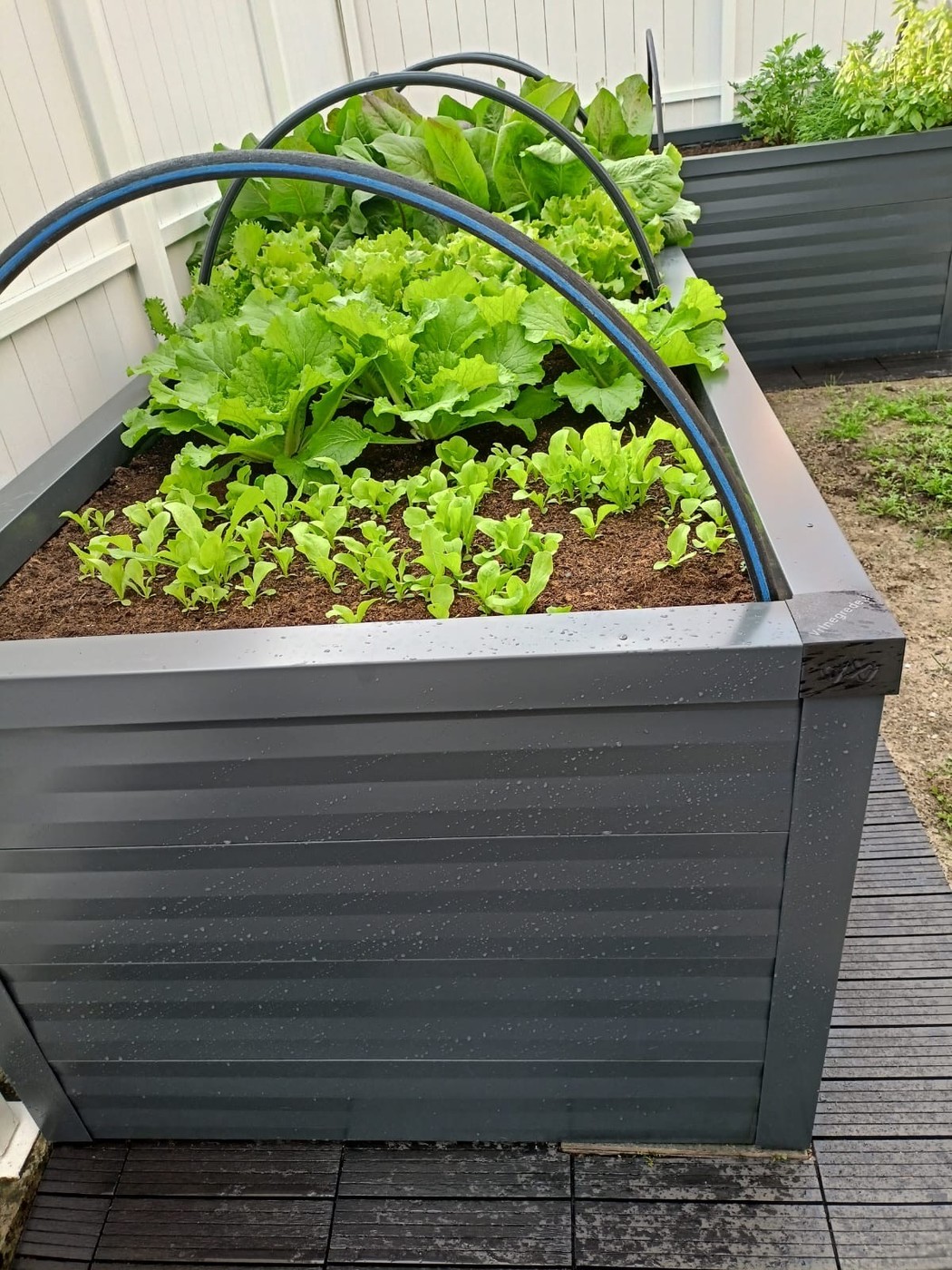 Vrtnarjenje v visoki gredi – solata zadovoljne stranke